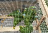 Decomisan reptiles y aves que eran trasladados en cajas de cartón