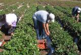 Agricultores en la región Lambayeque. (Foto Internet)
