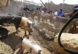 Inspeccionan criaderos de cerdos en el distrito de Monsefú