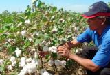 Aprueban inicio de siembra de algodón pese a pronósticos del fenómeno de “El Niño”
