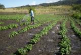 Aconsejan a agricultores del norte sembrar cultivos de corta duración