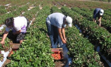 Agricultores en la región Lambayeque. (Foto Internet)