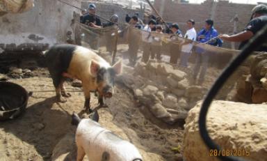 Inspeccionan criaderos de cerdos en el distrito de Monsefú
