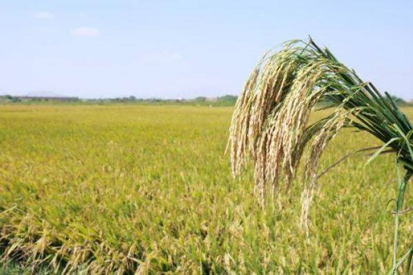 Costa Norte Del Peru Producira Variedad De Arroz De Alta Calidad Genetica Y Resistente A Plagas Chiclayoenlinea Com Noticias De Chiclayo Noticias De Lambayeque