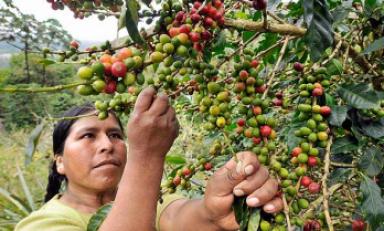 Exportaciones de café empiezan a recuperarse (Foto internet)