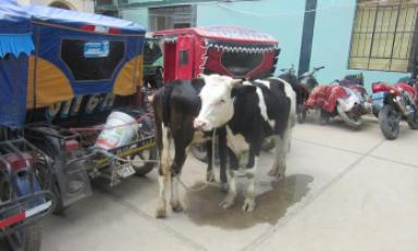 Foto: Chiclayo en Línea